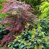 jardin du nord acer dissectum Paul Garnet.jpg